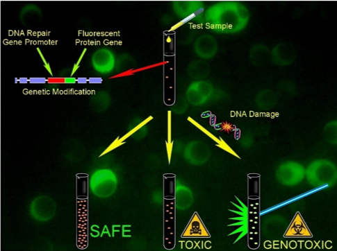genetic toxicology diagram