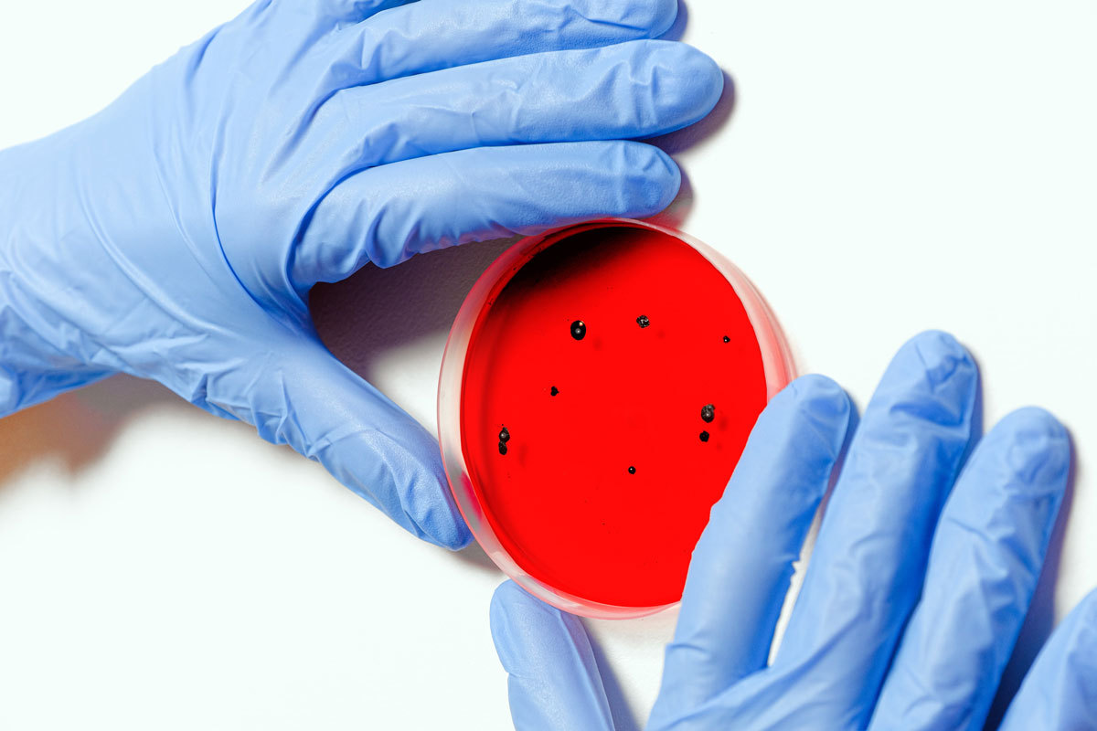 hands wearing blue gloves holding a petri dish containing red substance