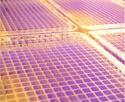 Close-up of microtiter plates with a gradient of purple hues used in Ames MPF genotoxicity testing
