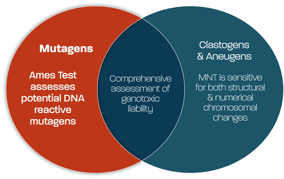 Venn diagram showcasing genotoxicity testing areas: one circle labeled 'Mutagens' with text 'Ames Test assesses potential DNA reactive mutagens,' another labeled 'Clastogens & Aneugens' with 'MNT is sensitive for both structural & numerical chromosomal changes,' and the overlap reading 'Comprehensive assessment of genotoxic liability'