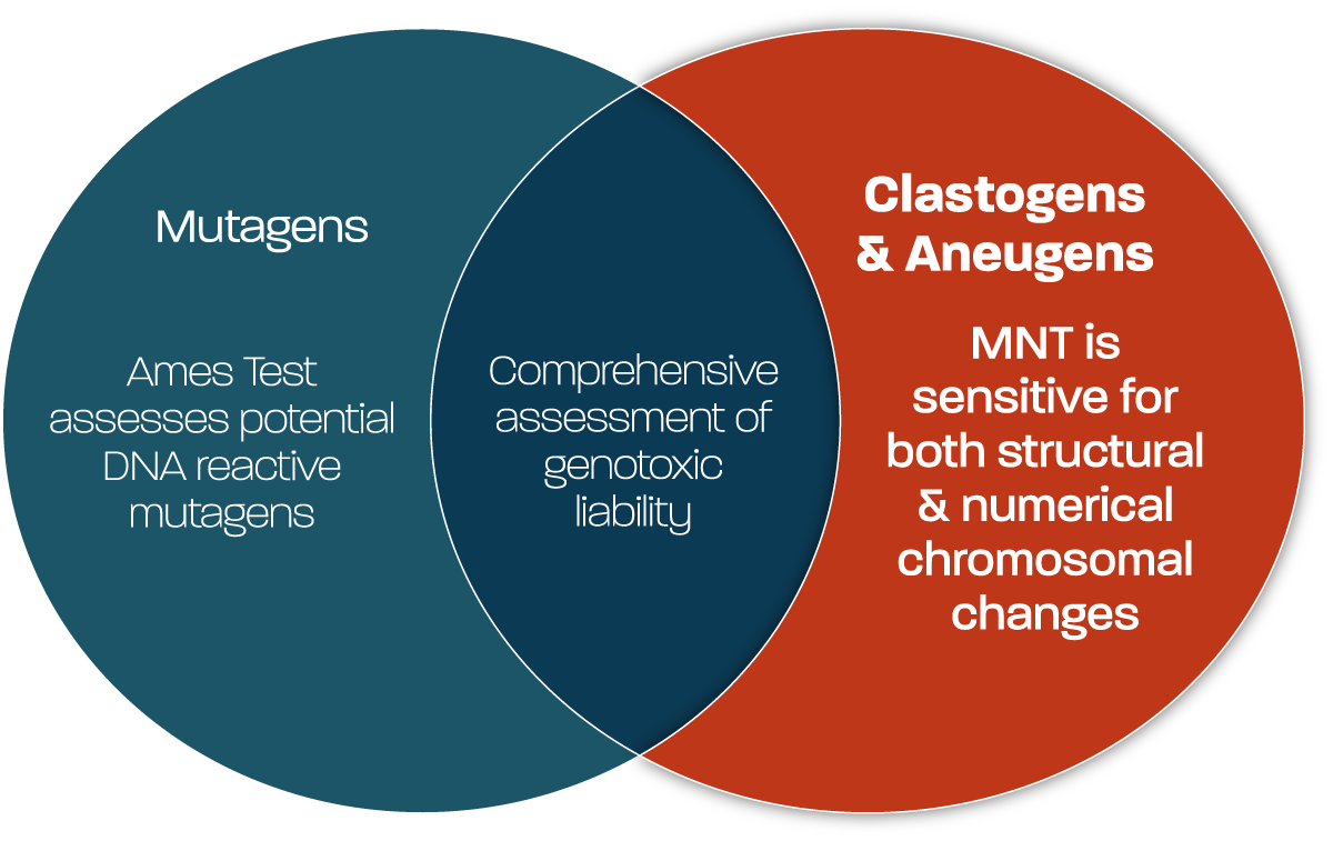 Venn diagram with two overlapping circles; one labeled 'Mutagens' with text 'Ames Test assesses potential DNA reactive mutagens,' the other labeled 'Clastogens & Aneugens' with 'MNT is sensitive for both structural & numerical chromosomal changes,' and the overlapping area noting 'Comprehensive assessment of genotoxic liability'